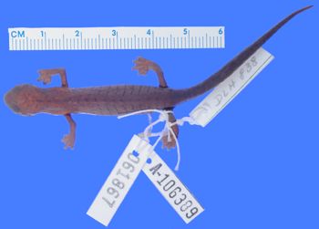 Media type: image; Herpetology A-106389